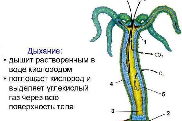 Кракен маркет даркнет скачать